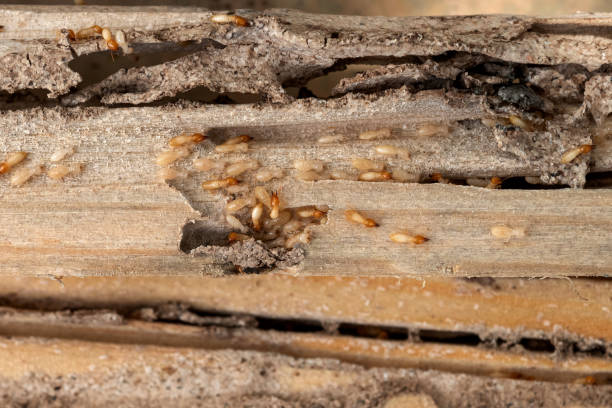 Best Insect Control  in Renova, MS